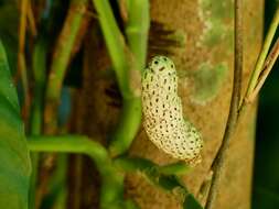 Image of Adanson's monstera