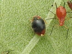 Image of Scymnus (Pullus) louisianae J. Chapin 1973