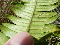 Austroblechnum durum (T. Moore) Gasper & V. A. O. Dittrich的圖片