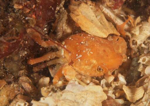 Image of dwarf swimming crab