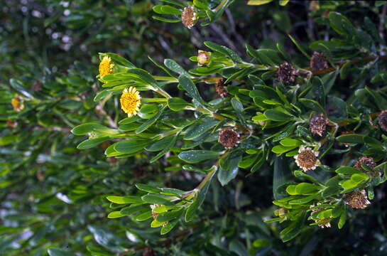 صورة Borrichia arborescens (L.) DC.