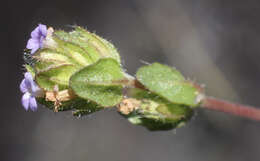 Image of Hygrophila abyssinica (Hochst. ex Nees) T. Anders.