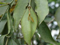 Слика од Phoradendron aurantiacum Trel.