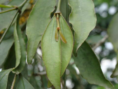 Image of Phoradendron aurantiacum Trel.