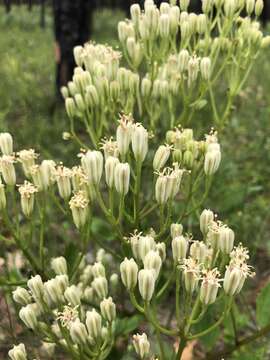 Arnoglossum floridanum (A. Gray) H. Robinson resmi