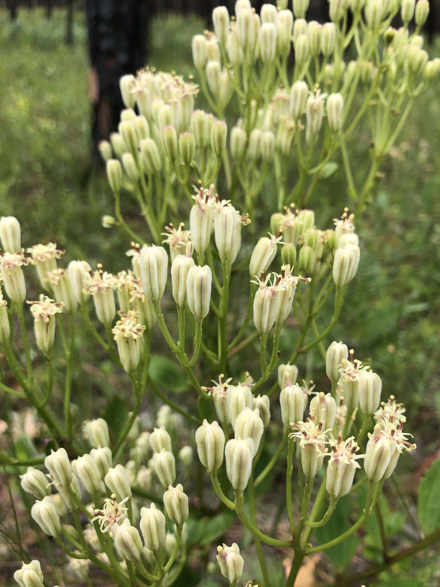 Image of Florida Indian plantain