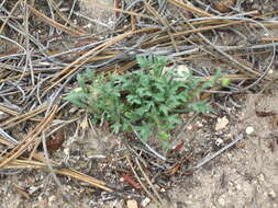 Image of Big Horn fleabane