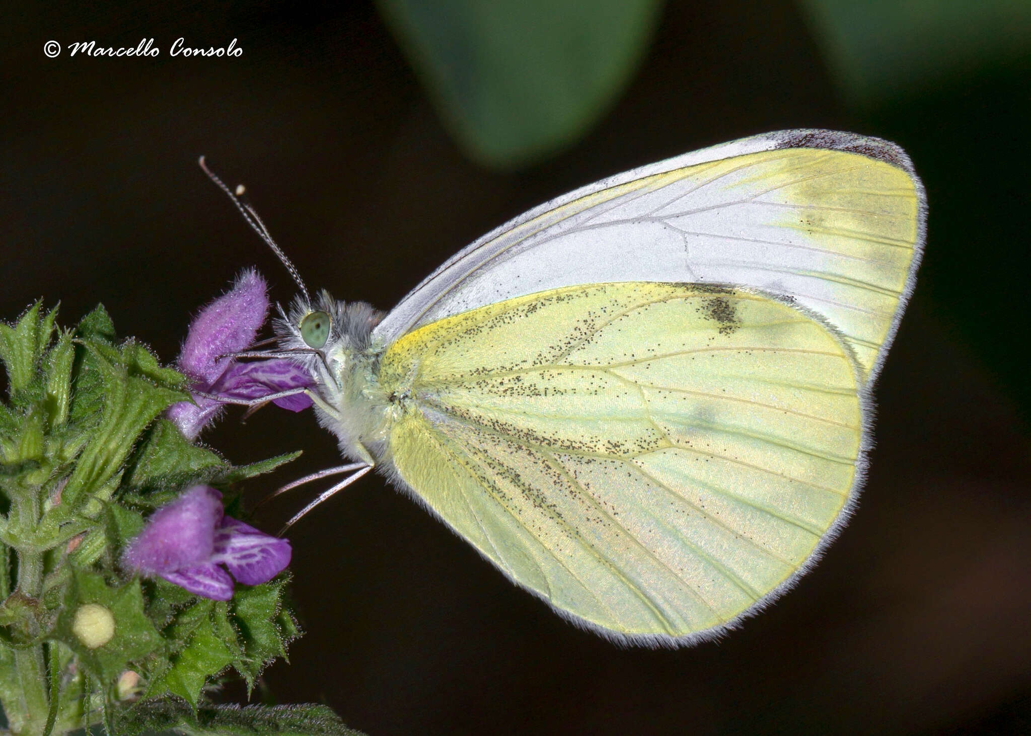 Plancia ëd Pieris napi (Linnaeus 1758)