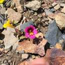 Image of red monkeyflower