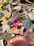 Image of red monkeyflower