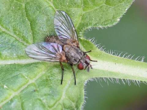 Sivun Ocytata kuva