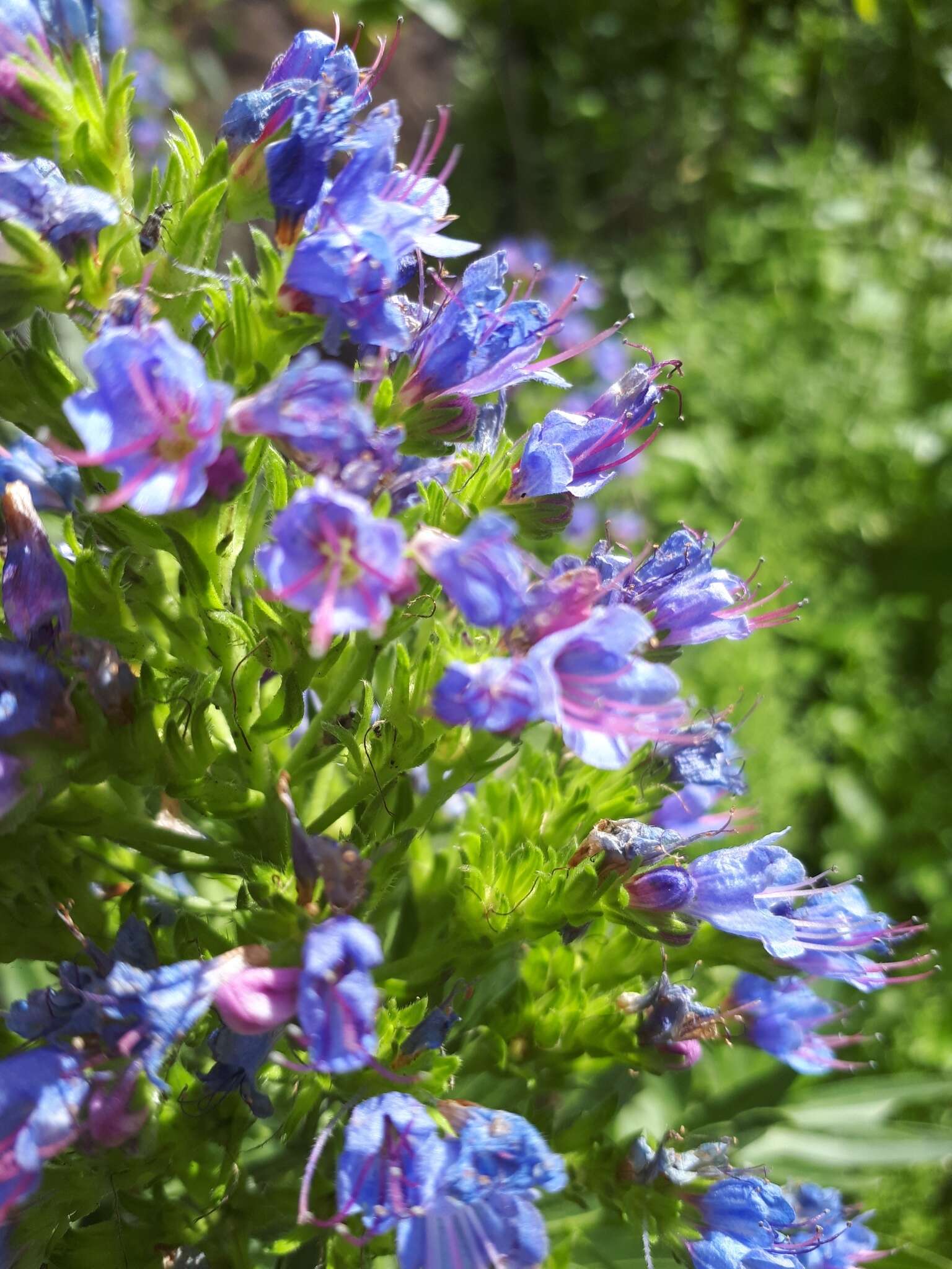 Image of Echium webbii Coincy