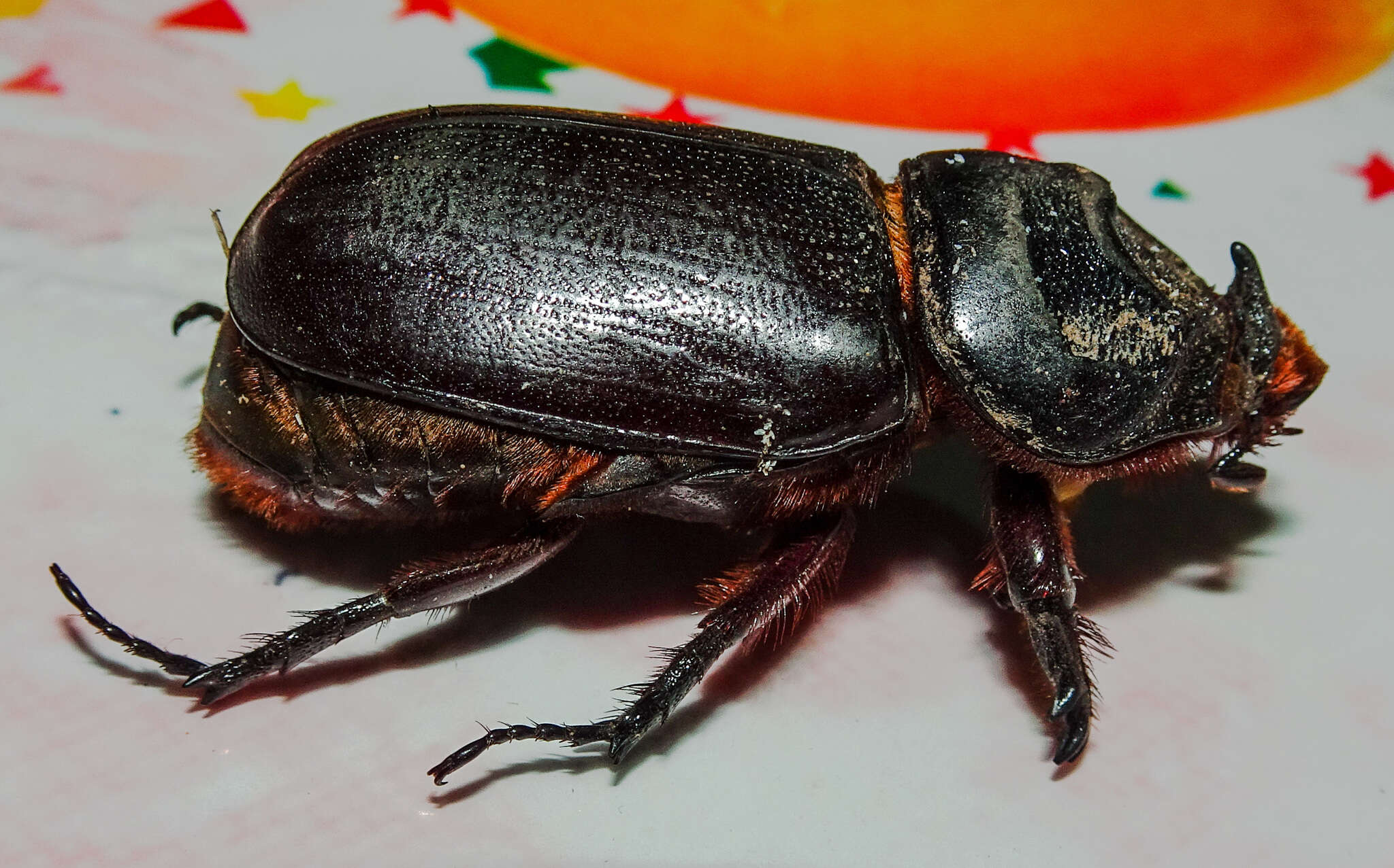 Image of Asian rhinoceros beetle