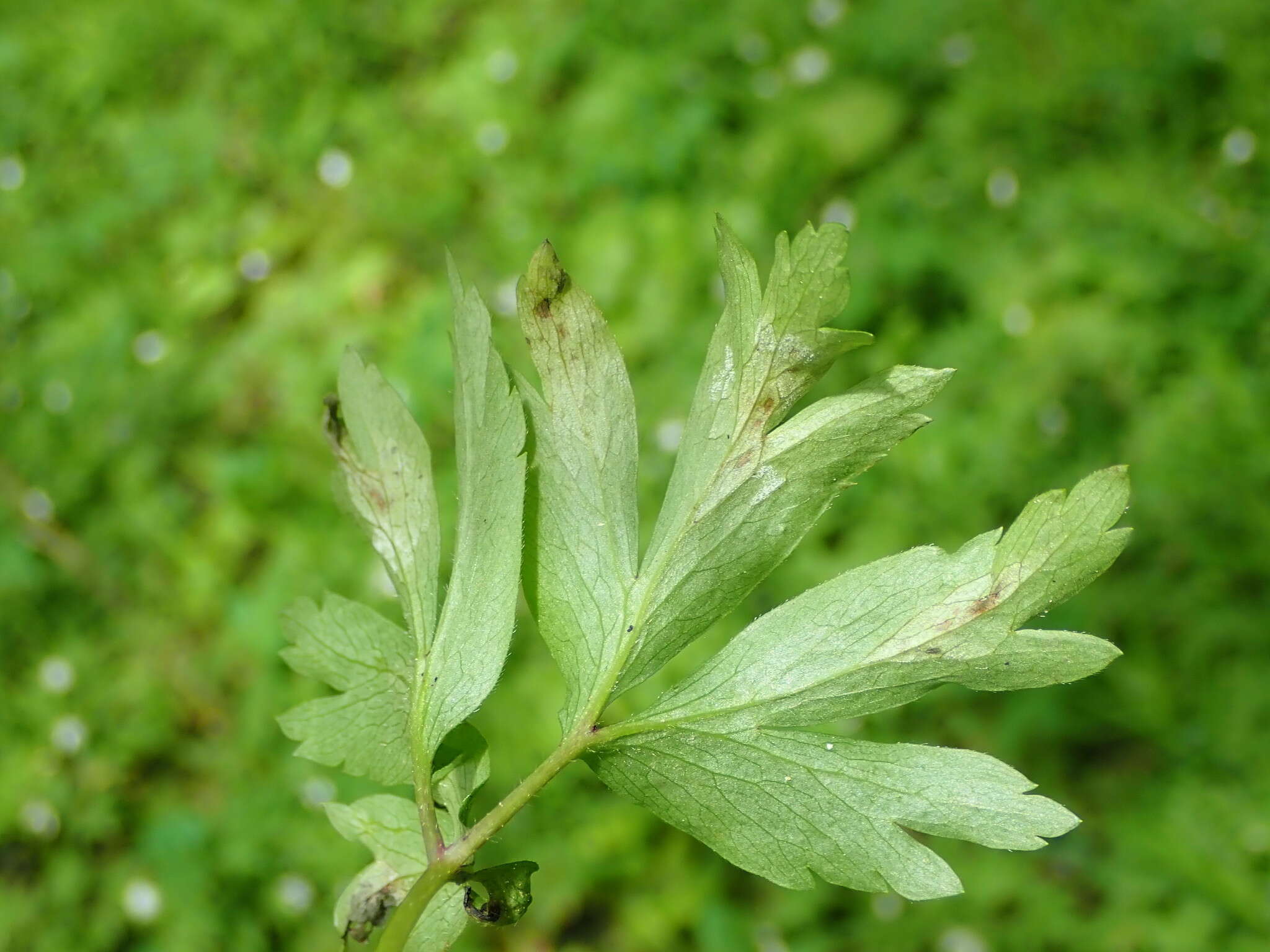 Image of Plasmoverna pygmaea
