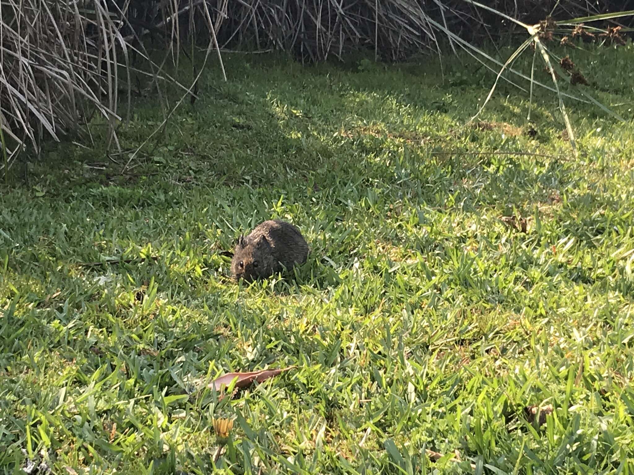 Image of Southern African Vlei Rat