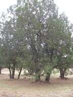 Juniperus deppeana Steud. resmi