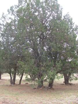 Image de Juniperus deppeana Steud.