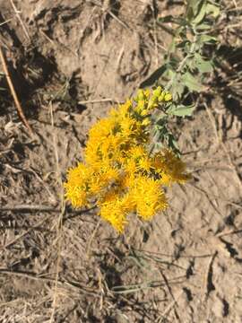 Sivun Solidago velutina subsp. californica (Nutt.) Semple kuva