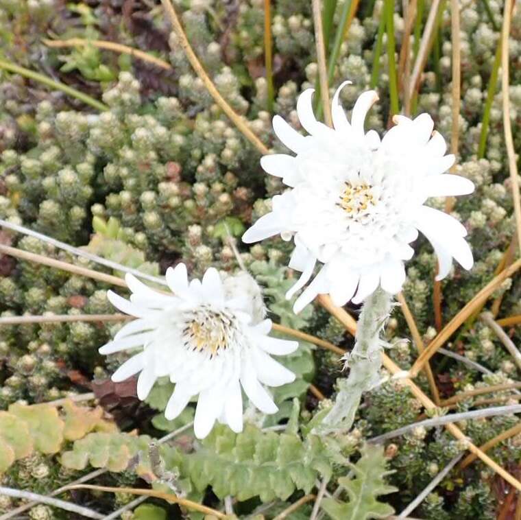 Leucheria suaveolens (d'Urv.) Skottsb. resmi