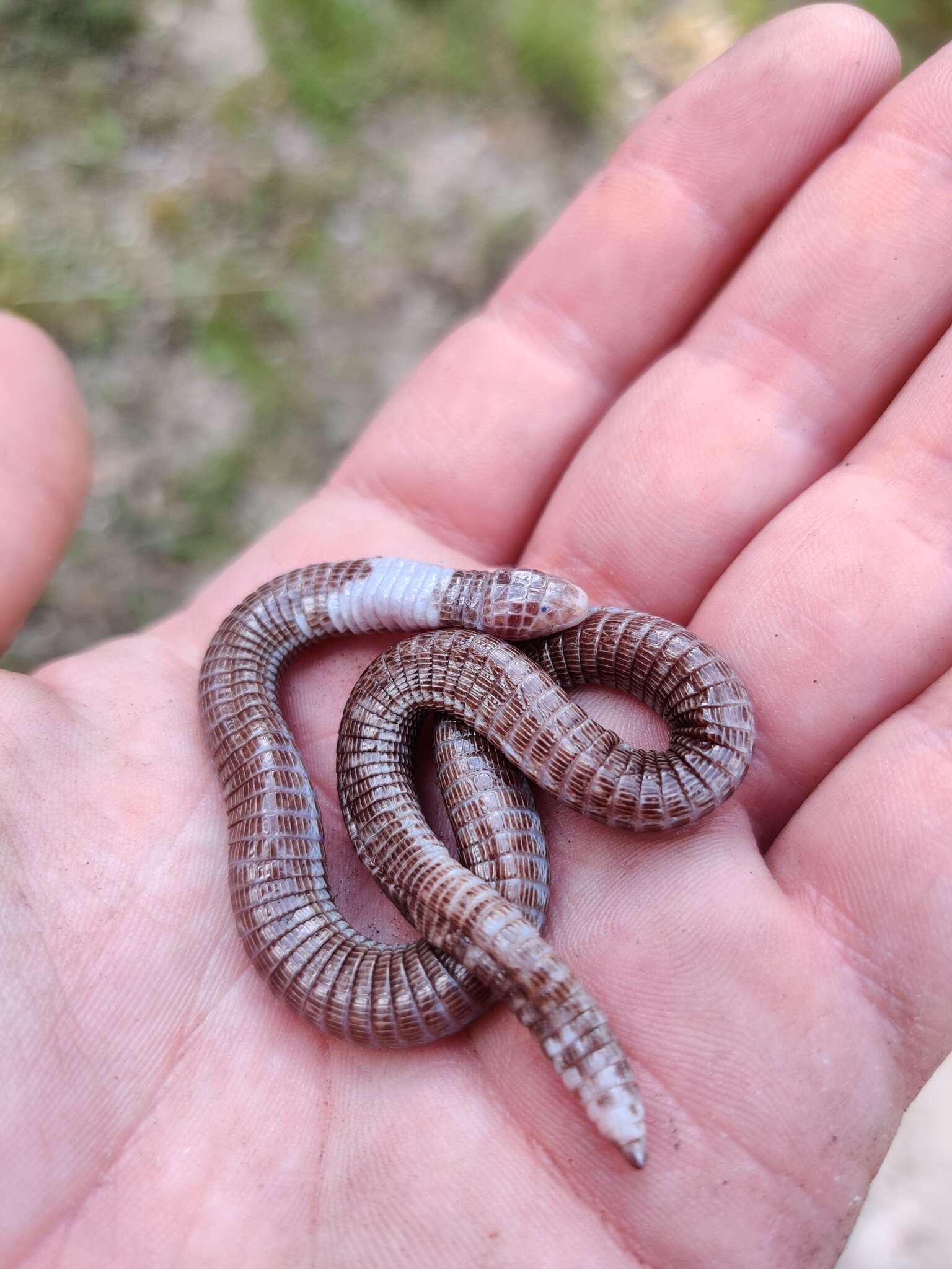 Image of Blanus vandellii Ceríaco & Bauer 2018