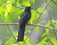 Image of Baird's Trogon