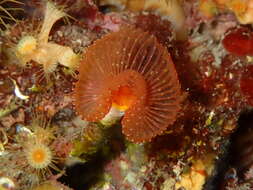 Image of blood-red tubeworm