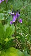 Plancia ëd Dodecatheon jeffreyanum subsp. jeffreyanum