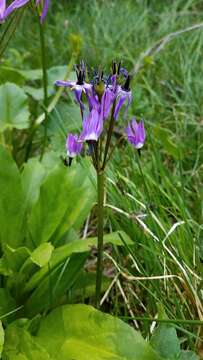 Image of Dodecatheon jeffreyanum K. Koch