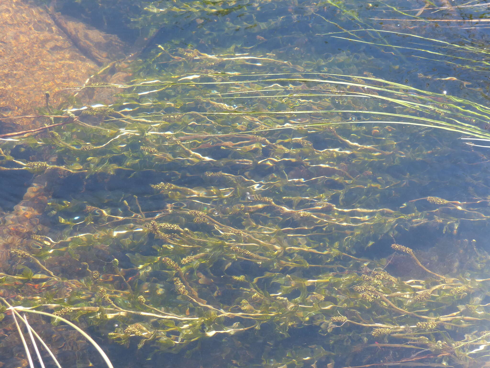 Image of Richardson's pondweed