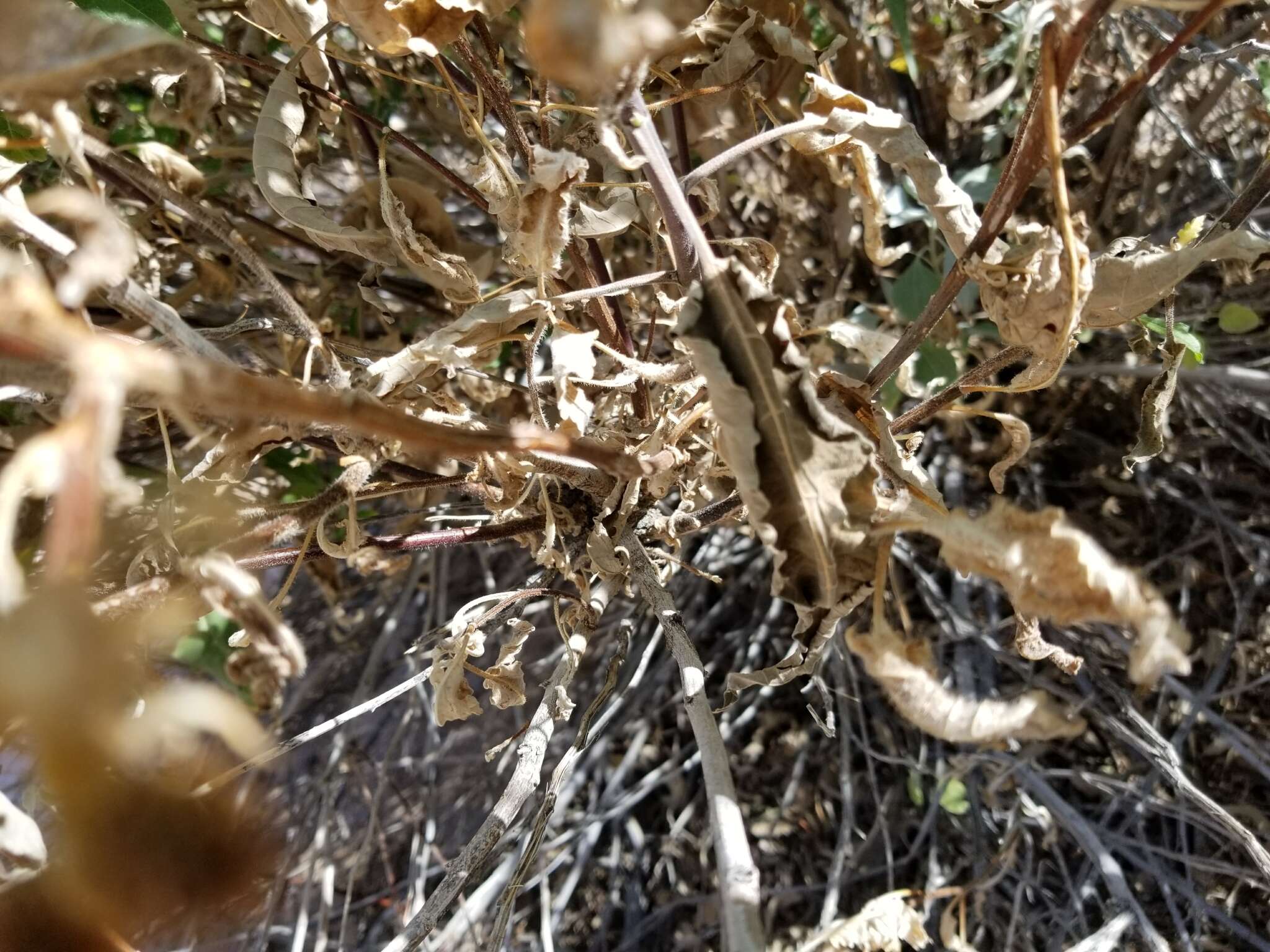 Image of Ambrosia-leaf Bursage