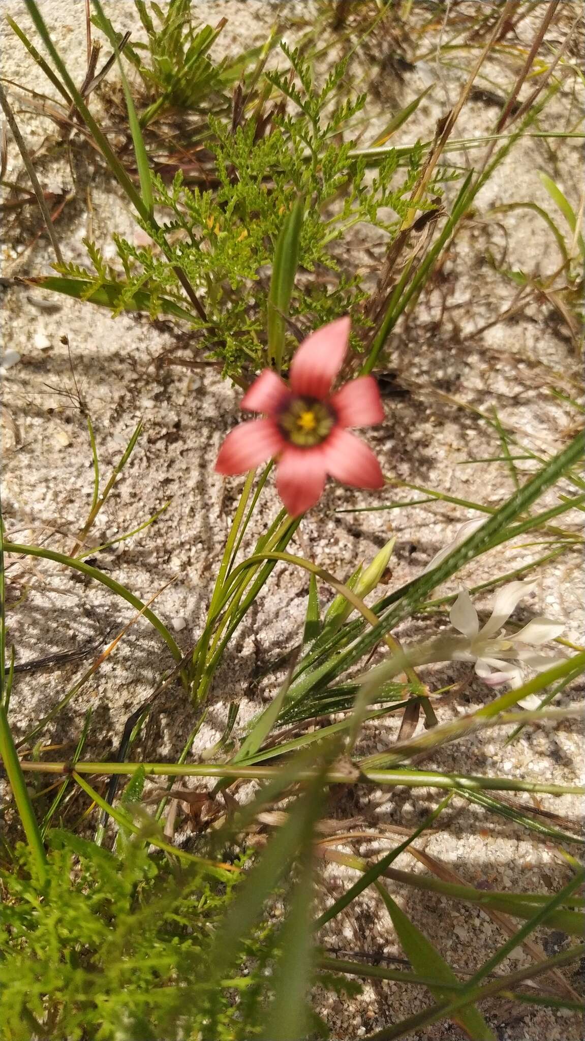 Image of Romulea obscura Klatt