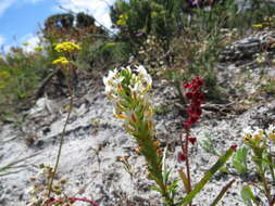 Sivun Hebenstretia dentata L. kuva