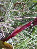 Pterygodium cooperi Rolfe resmi