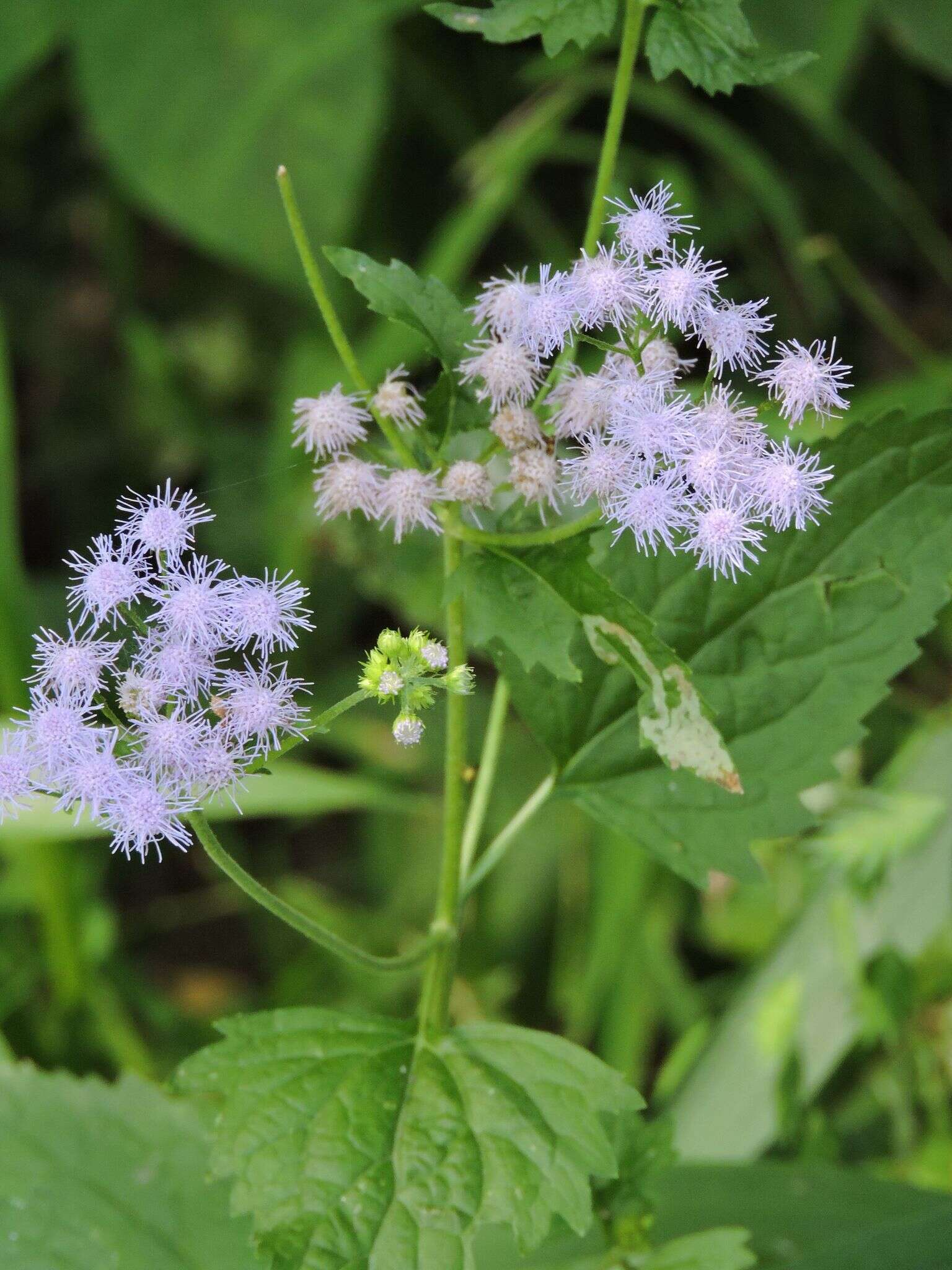 Plancia ëd Conoclinium coelestinum (L.) DC.