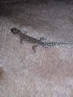 Image of Van Son's Gecko