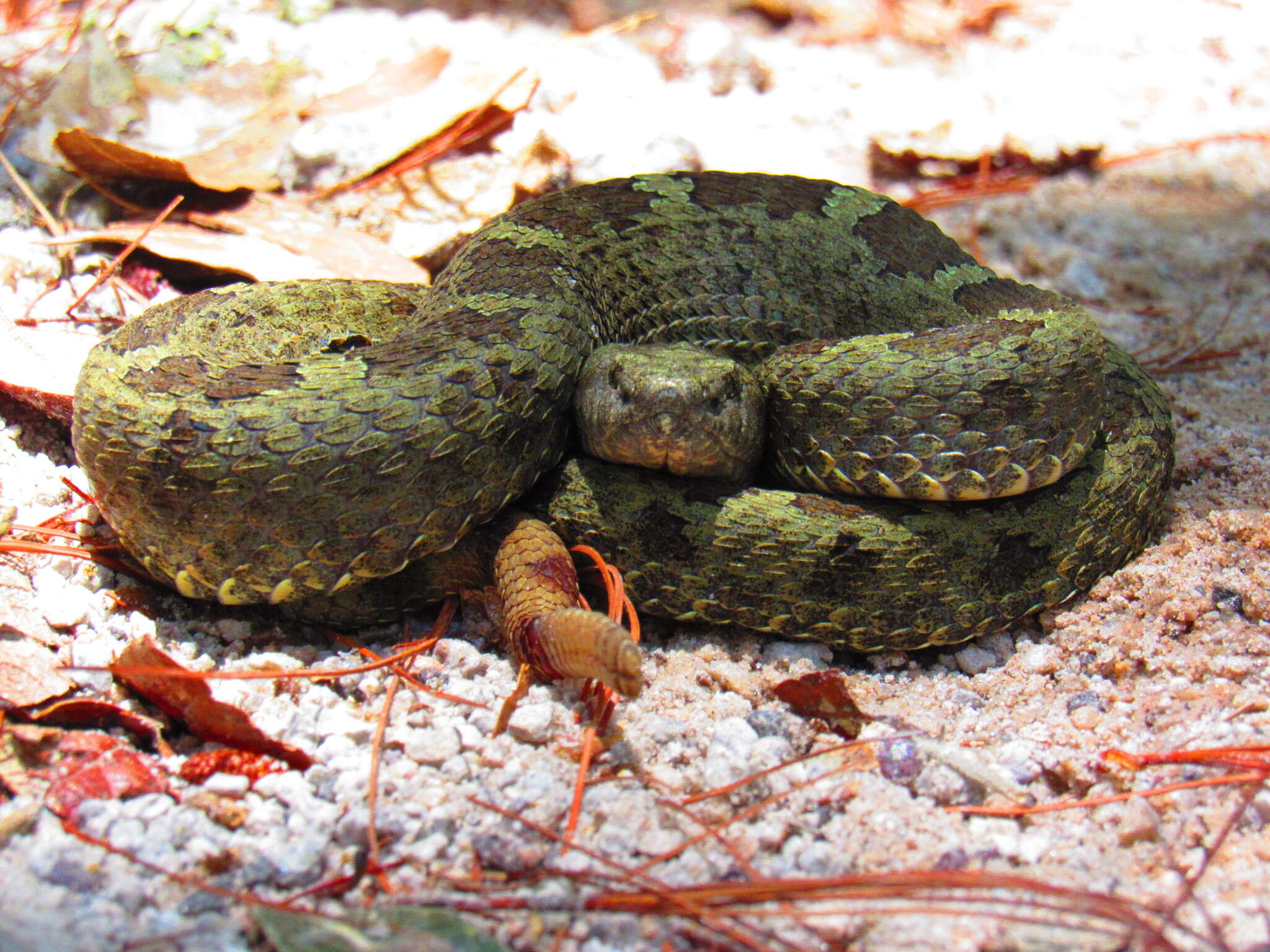 Image of Querétaro dusky rattlesnake