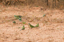 Image of Golden-shouldered Parrot