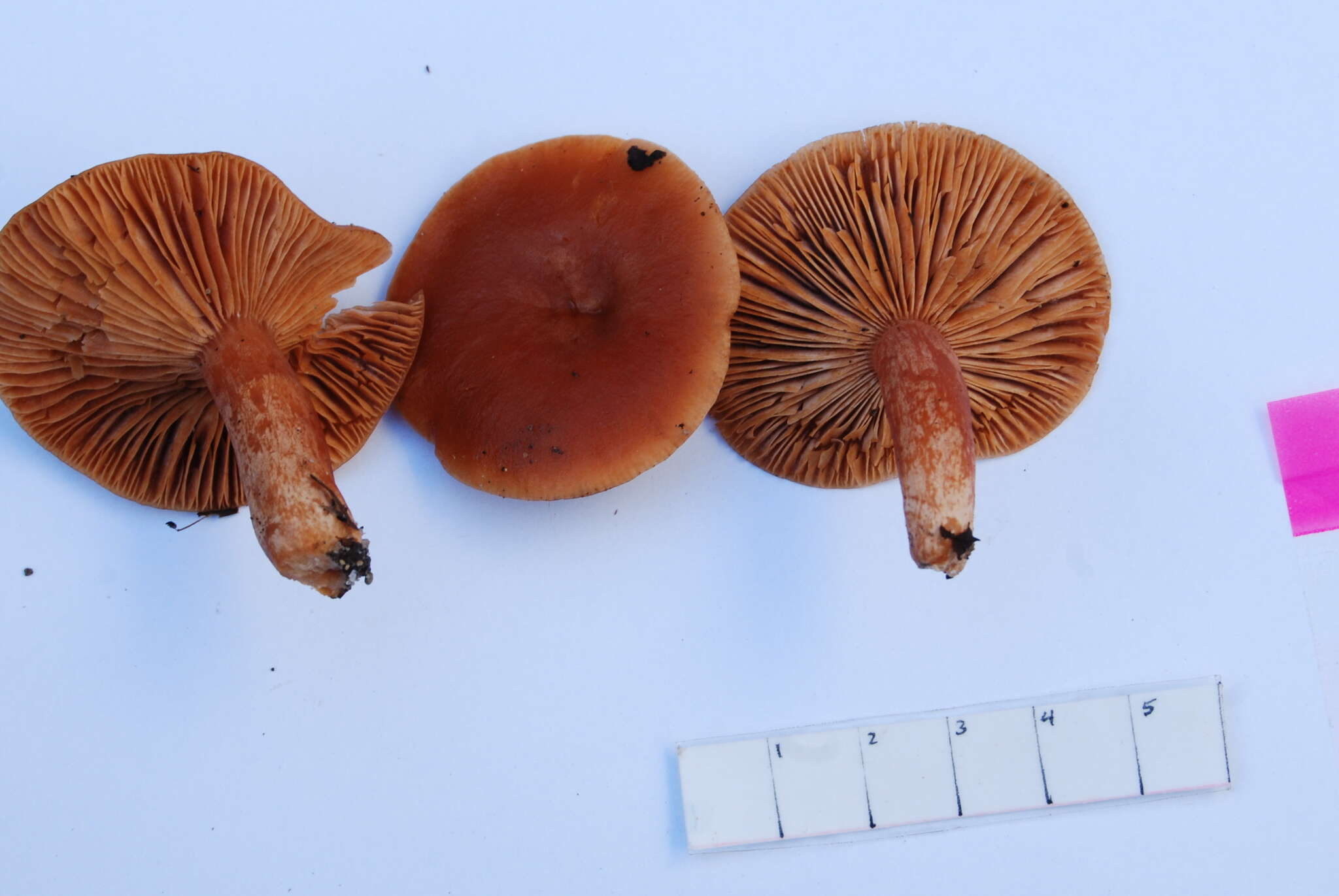 Image of Lactarius subflammeus Hesler & A. H. Sm. 1979