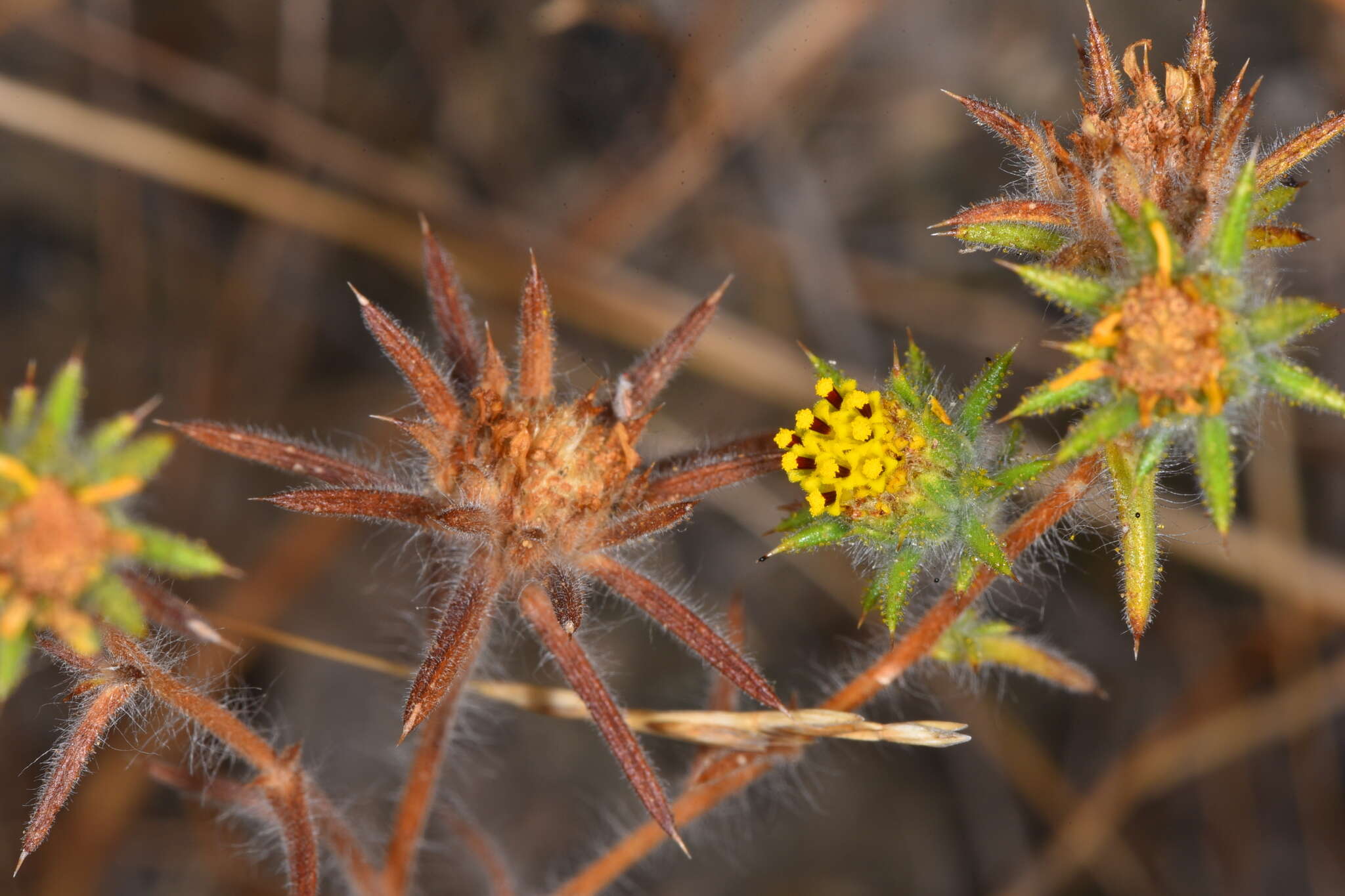 Image of Fitches Spikeweed