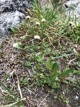 Image de Antennaria monocephala DC.