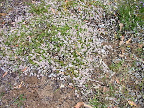 Image of Ptilotus sericostachyus (Nees) F. Müll.