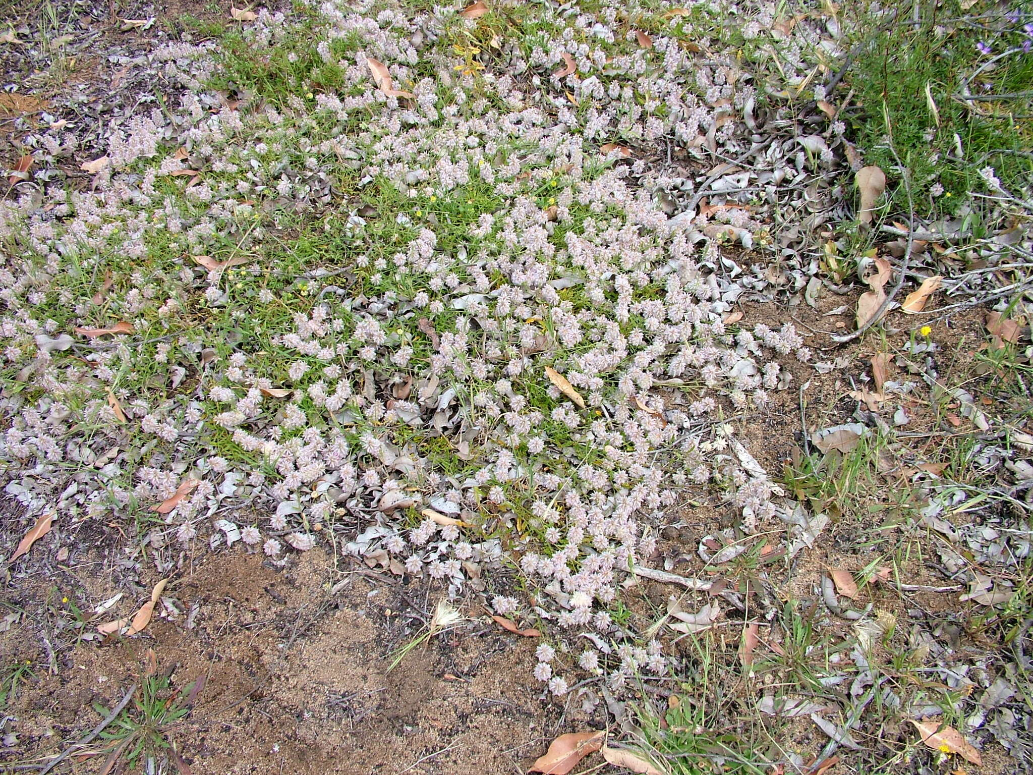 Image of Ptilotus sericostachyus (Nees) F. Müll.