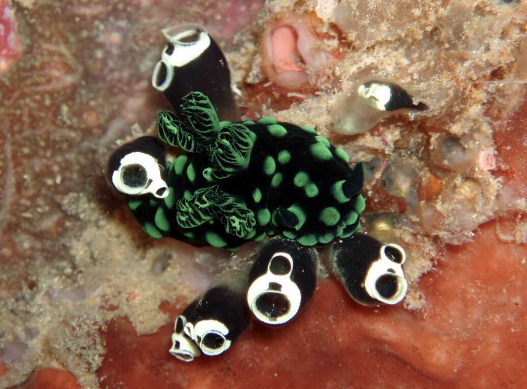 Image of Green spot black slug