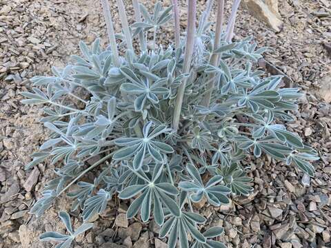 Image of Panamint Mountain lupine