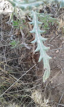 Image of prairie thistle