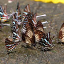 Image of Graphium encelades (Boisduval 1836)