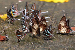 Image of Graphium encelades (Boisduval 1836)