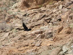 Image of Brown-necked Raven