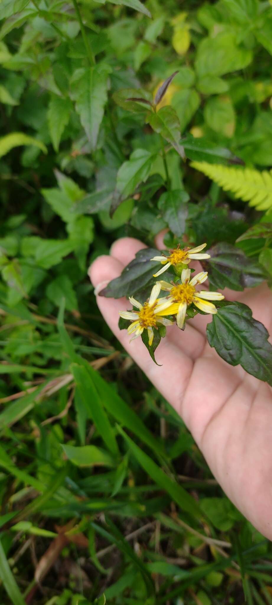 Image of Calea pinnatifida (R. Br.) Banks ex Steud.