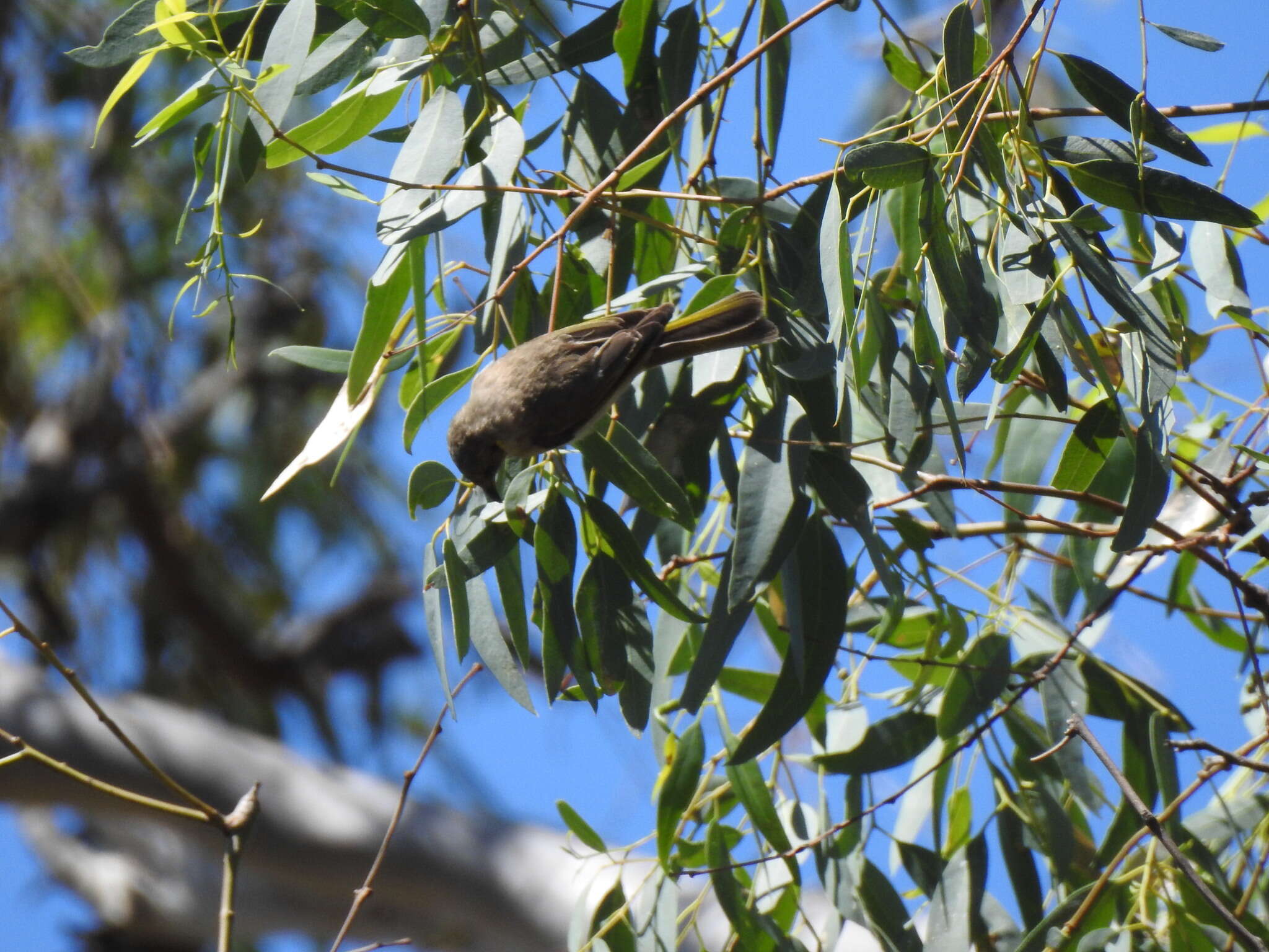 Image of Fuscous Honeyeater